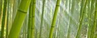 پاورپوینت بررسی تثبیت و تورم خاک رس توسط گیاه بامبو